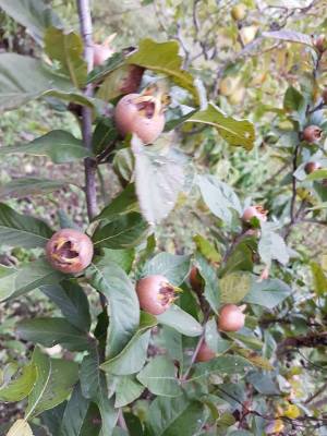 14732344_177909735990291_2454241563495172772_n